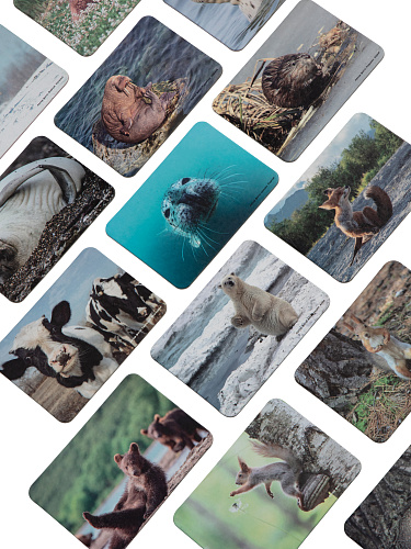 Мемори "Эти забавные животные"