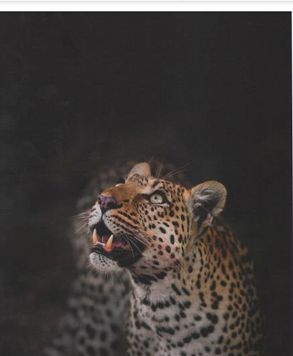 Фотоальбом "След кошки. Леопард"